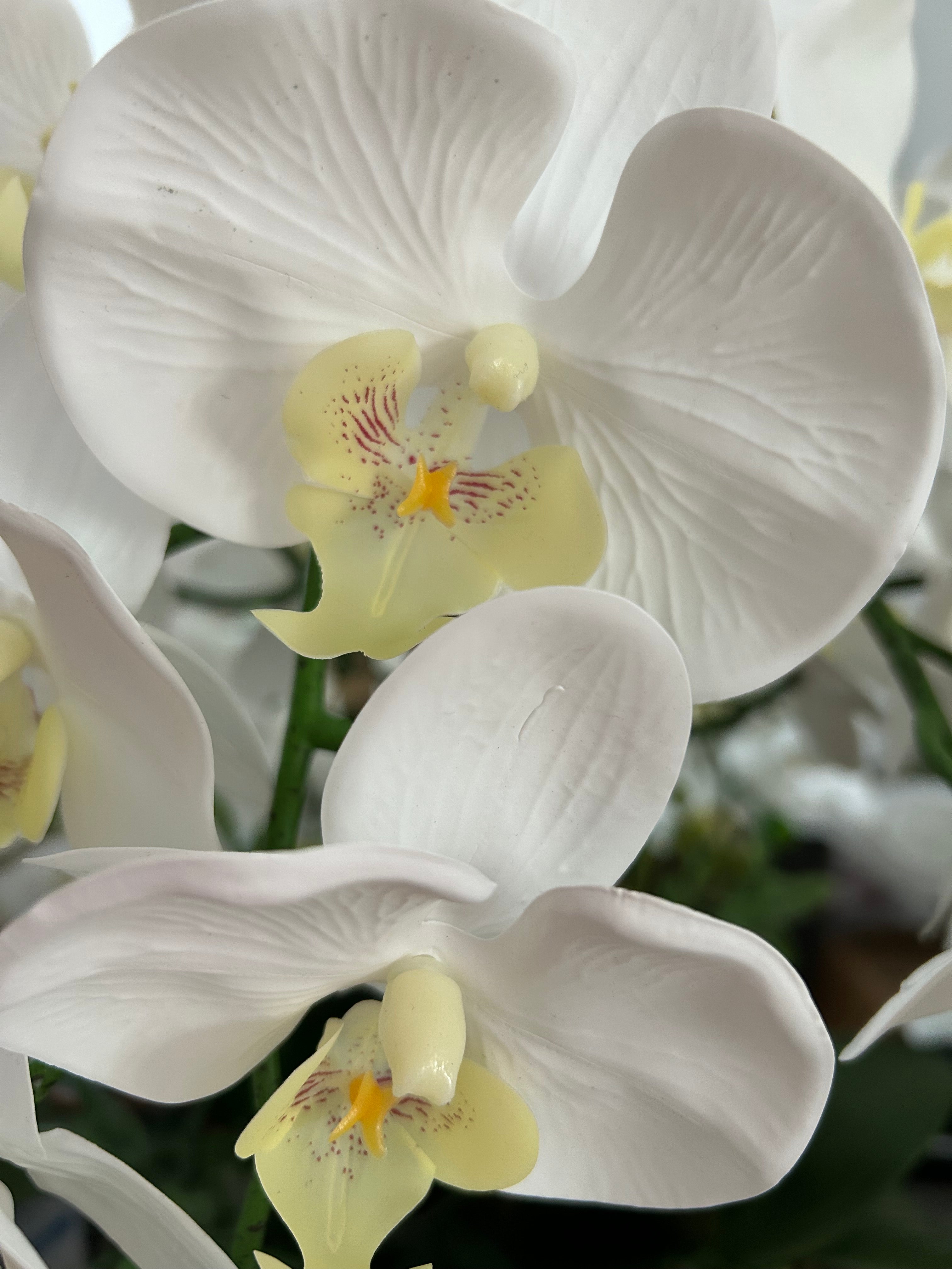 White Orchids in Rattan Basket Vase